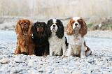 CAVALIER KING CHARLES 210
